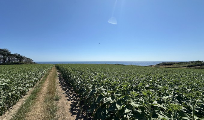 Clohars-Carnoët (Doëlan), Corps de Ferme d’une surface de 500m2 sur un Terrain 9,3 hectares avec Vue Mer !
