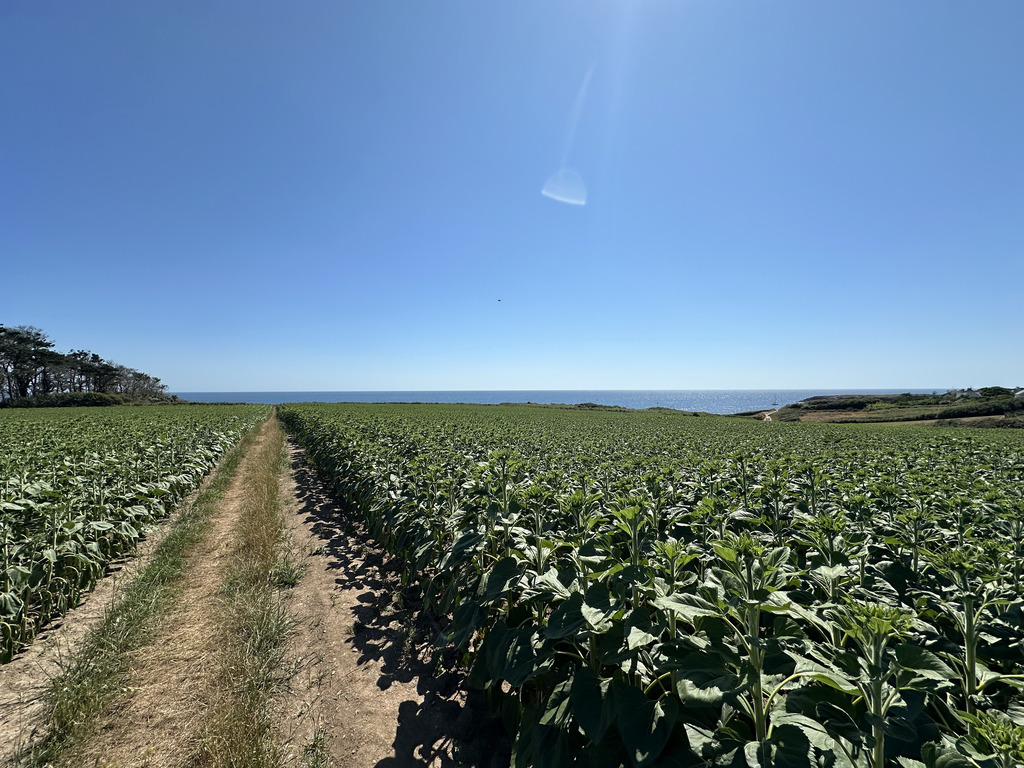 Clohars-Carnoët (Doëlan): 10 Hectares Face À La Mer & Un Ensemble Immobilier De 500m² À Réinventer
